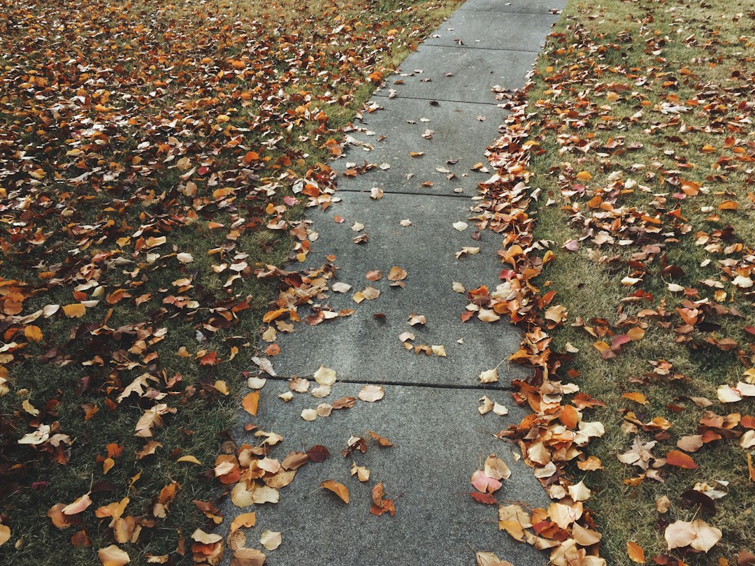 Outdoor concrete path in an autumn setting