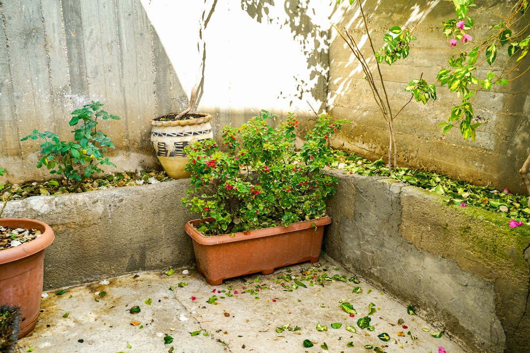 Outdoor courtyard with potted plants and fallen leaves